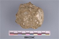 藏品(橫簾蛤)的圖片